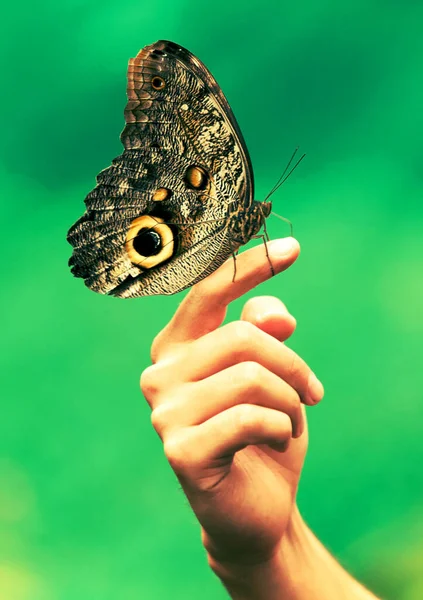 Emberi Kéz Egy Hatalmas Pillangó Nagyon Keskeny Mélysége Mező — Stock Fotó