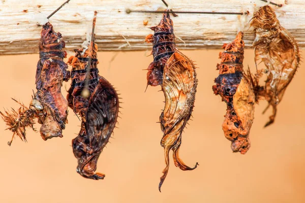 Restos Embriones Mariposas Reproducen Cautiverio Ecuador —  Fotos de Stock