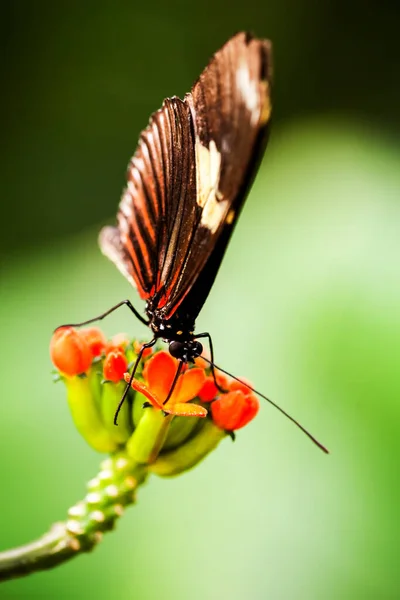 Papillon Exotique Nourrissant Une Fleur Colorée Tournée Avec Lumière Climat — Photo