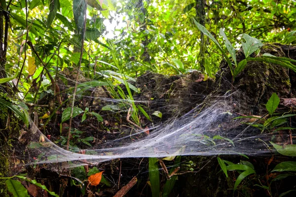 Web Araña Gran Tamaño Selva Amazónica —  Fotos de Stock