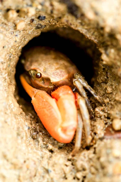 Violinist Crab Hiding Sand — Stock Photo, Image