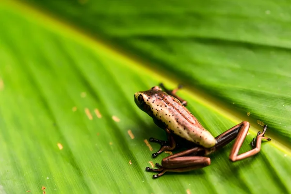 アマゾンのエクアドルジャングルの葉の上に座っているとても小さな無編集のカエルです — ストック写真
