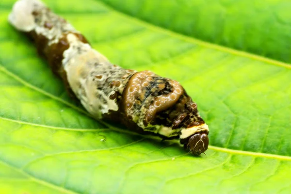 Larwa Sowy Motyl Siedzi Liście Pędu Amazońskim Lesie Deszczowym Ecuador — Zdjęcie stockowe