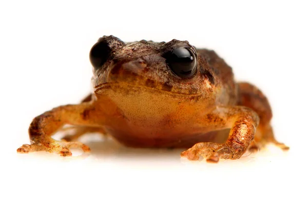 Low Angle Brown Frog Isolated White Background — Stock Photo, Image