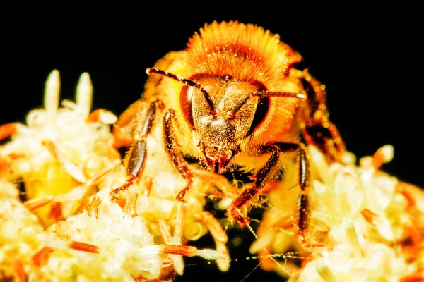 Harvester Bee Collecting Pollen Life Size Macro Focus Absorbing Needle — Stock Photo, Image