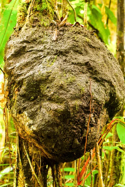 Stor Termitaria Amazonas Regnskog Genomdränkt Dagliga Rikliga Regn — Stockfoto