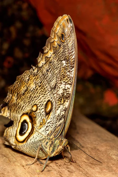 Hibou Papillon Lat Caligo Eurilochus Reposant Sur Une Branche — Photo