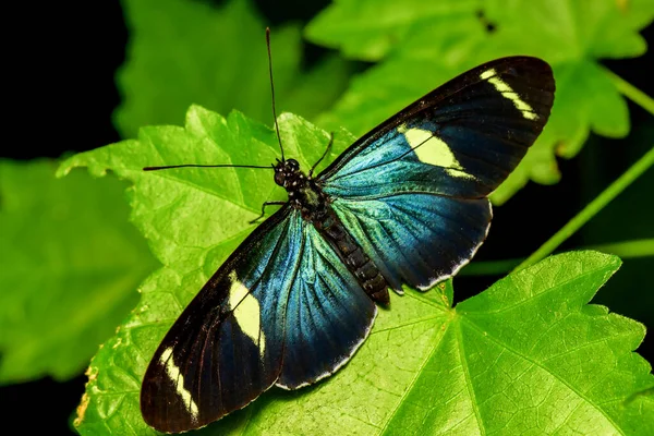 Doris Long Wing Papillon Reposant Après Avoir Émergé Cocoon — Photo