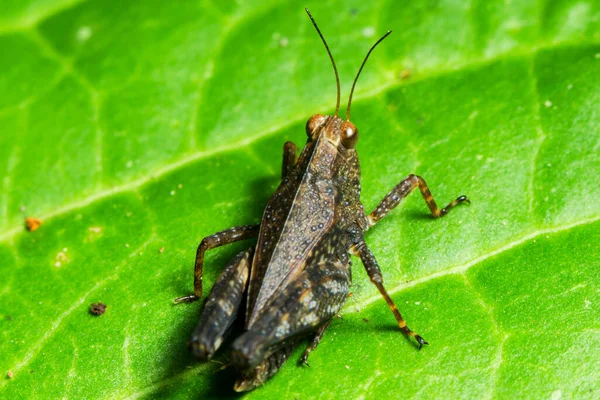 Small Grasshopper Siting Leaf — Stock Photo, Image