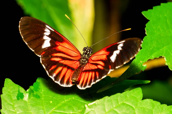 Postás Pillangó Heliconius Melpomene Makró Lövés Narancs Fehér Fekete — Stock Fotó