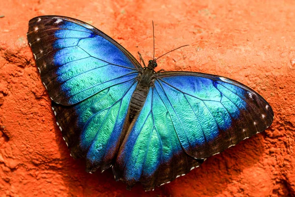 Hibou Papillon Lat Caligo Eurilochus Avec Ailes Grandes Ouvertes Pour — Photo
