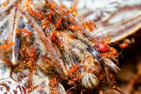 Grupo Hormigas Rojas Devorando Cadáver Una Mariposa Búho Tamaño Natural — Foto de Stock