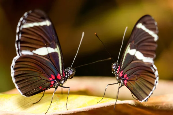 Een Paartje Van Cairns Birdwing Butterflies — Stockfoto