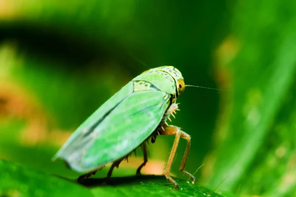 Kleinste Sprinkhaan Van Suborde Caelifera Orde Orthoptera Ongeveer 3Mm Lengte — Stockfoto