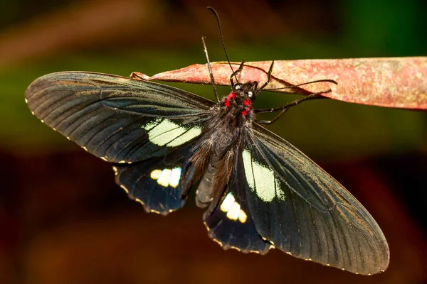 Latin Parides Arcas Also Called Cattle Heart Shot Ecuadorian Rainforest — стоковое фото