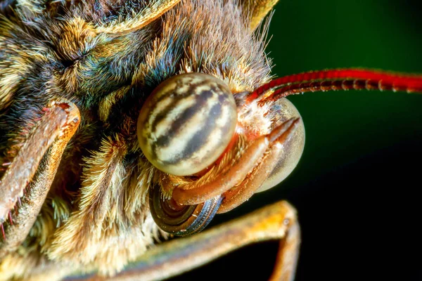 Caligo Eurilochus Face Close Life Size Macro — Stock Photo, Image