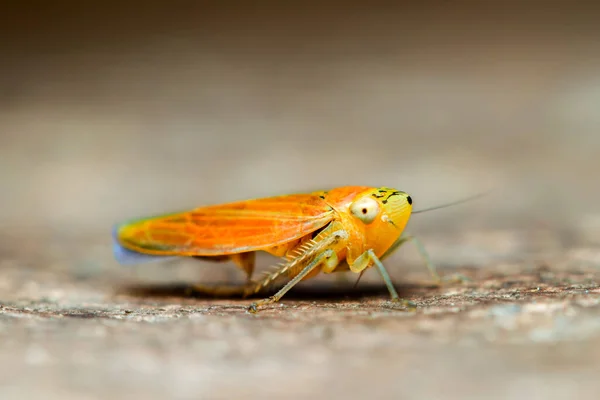 Orange Variety Grasshopper Suborder Caelifera Order Orthoptera 3Mm Length Focus — Stock Photo, Image