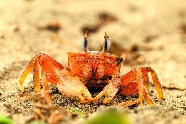 Ghost Crab Beach His Eyes Stretched Looking Straight Camera — Stock Photo, Image
