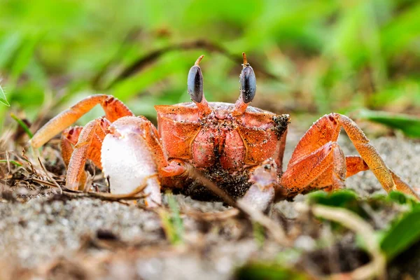 Low Angle Shot Ghost Crawfish His Miniature Pupil Flexible Air — Stock Photo, Image