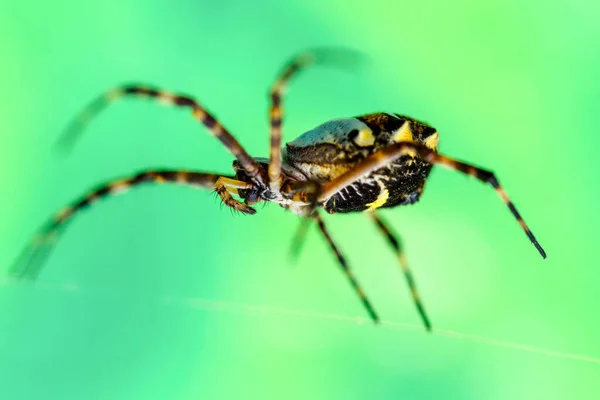 Kvinnlig Argiope Anasuja Skriva Spindel Skott Från Ögonhöjd Grön Bakgrund — Stockfoto