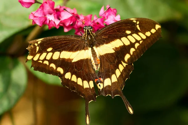 Papillon Hirondelle Cherche Nectar Une Jolie Fleur — Photo