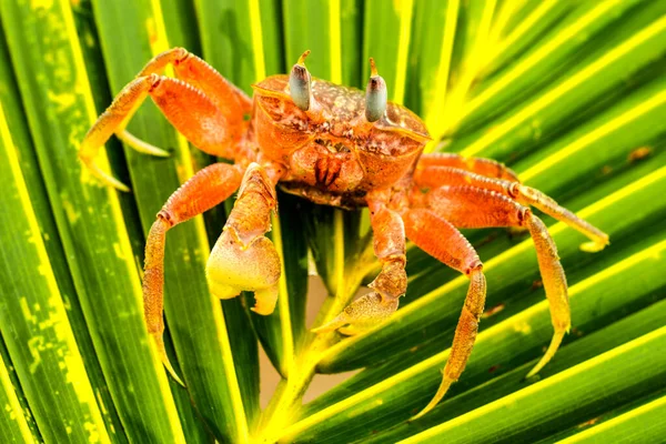 Low Angle Shot Ghost Crab His Small Eyes Stretched Air — Stock Photo, Image