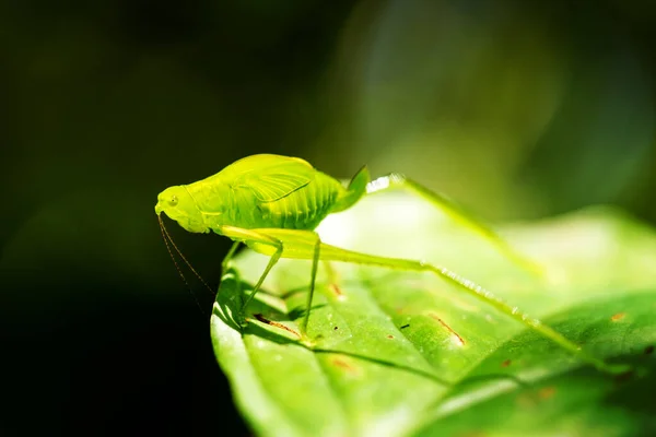 Énorme Tir Sauterelle Verte Dans Forêt Amazonienne — Photo