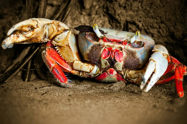 Mangrove Krabbe Angriper Med Sin Kraftige Tang – stockfoto