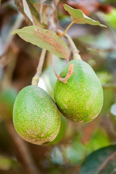아보카도 열매는 본래의 환경에서 모인다 — 스톡 사진