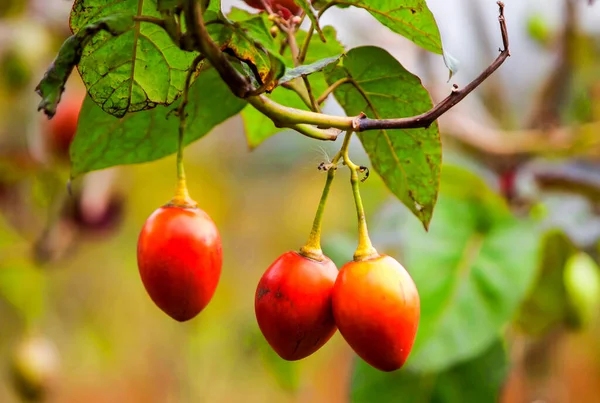solanum betaceum is a small tree or shrub in the flowering plant family solanaceae it is best known as the species that bears the tamarillo an egg shaped edible fruit other names include tree tomato