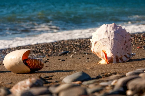 Dried Shell Details In The Sand Close Up