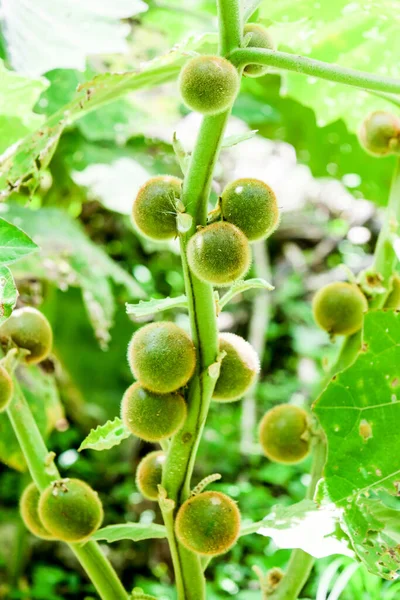 Solanum Quitoense Fruit Known Naranjilla Ekuador — Stok Foto