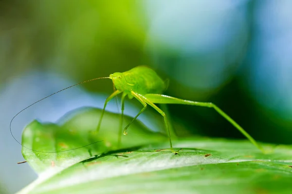 Τεράστιο Πράσινο Grasshopper Shot Στο Δάσος Του Αμαζονίου — Φωτογραφία Αρχείου