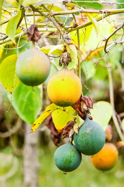 Budidaya Buah Granadilla Ekuador Dan Pegunungan Juga Markisa Buah Hijau — Stok Foto