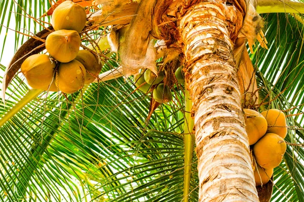 Árbol Coco Exótico Con Frutas Rasgadas Frescas — Foto de Stock