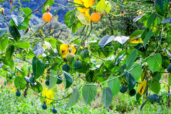 Granadilla Fruit Cultivation Ekuador Andes Mountains Also Passion Fruit — Stok Foto