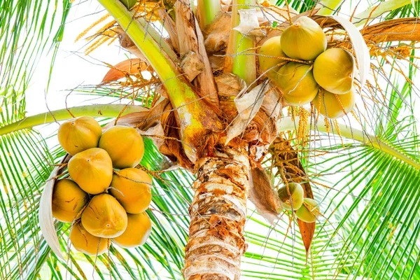 Árbol Coco Con Frutas Arrancadas — Foto de Stock