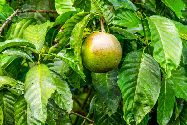 Buah Anggur Robek Siap Untuk Dipanen — Stok Foto