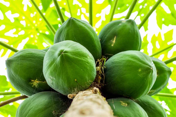 에콰도르 아마존 파파야 열매의 — 스톡 사진