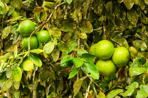 Tumpukan Buah Pomelo Robek Pohon — Stok Foto