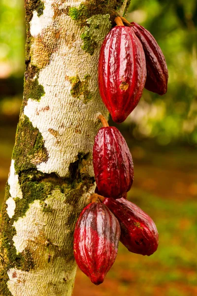 Cocoa Fruit Tree Red Variety Considered Best Shot Ecuadorian Jungle — Stok Foto