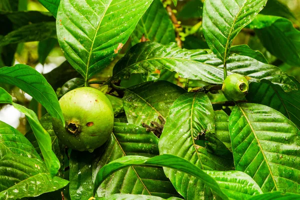 Buah Kuning Kecil Ini Disebut Buah Tanah Karena Mereka Tumbuh — Stok Foto