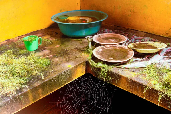 Vegetación Los Insectos Convierten Una Cocina Abandonada —  Fotos de Stock