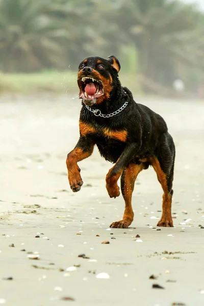 犬が走っていた積極的なロットウィラー犬実はこの種は攻撃的ではありません — ストック写真