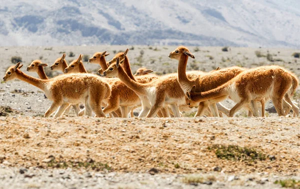 Hablar Vicugna Vicuna Una Especie Camelid Específica Las Tierras Altas — Foto de Stock