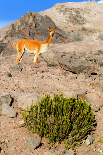 Vicugna Vicuna Masculino Uma Espécie Camelid Especial Para Ascensão Dos — Fotografia de Stock