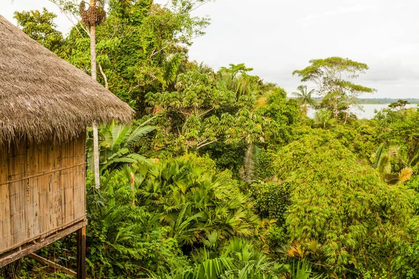 Dense Vegetation And Hut In Amazonian Jungle