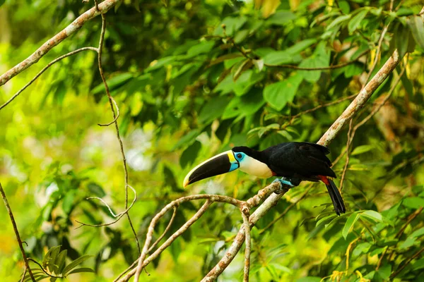 Grande Pássaro Tucano Atirou Selvagem Bacia Amazônia — Fotografia de Stock