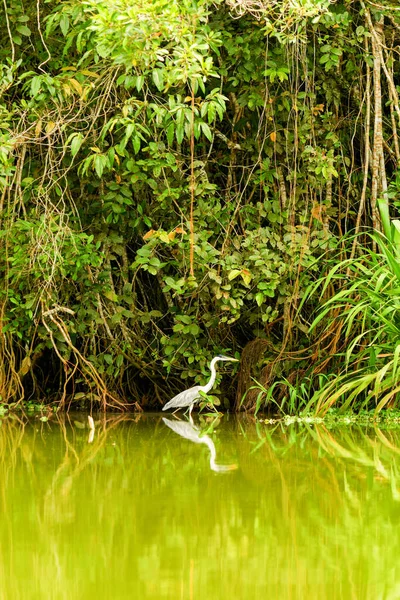 Γκρι Πελαργός Πυροβολήθηκε Στην Άγρια Φύση Στην Εκουαδόρ Αμαζονία — Φωτογραφία Αρχείου