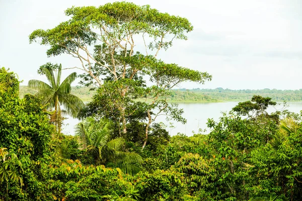 Плотная Разнообразная Растительность Бассейне Амазонки — стоковое фото